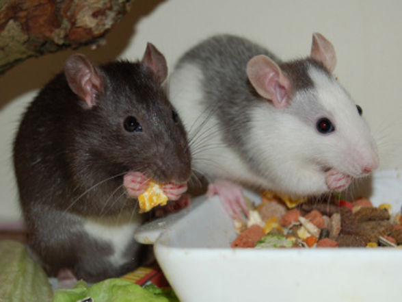 Ratten fressen Körner aus einer standfesten Schale.